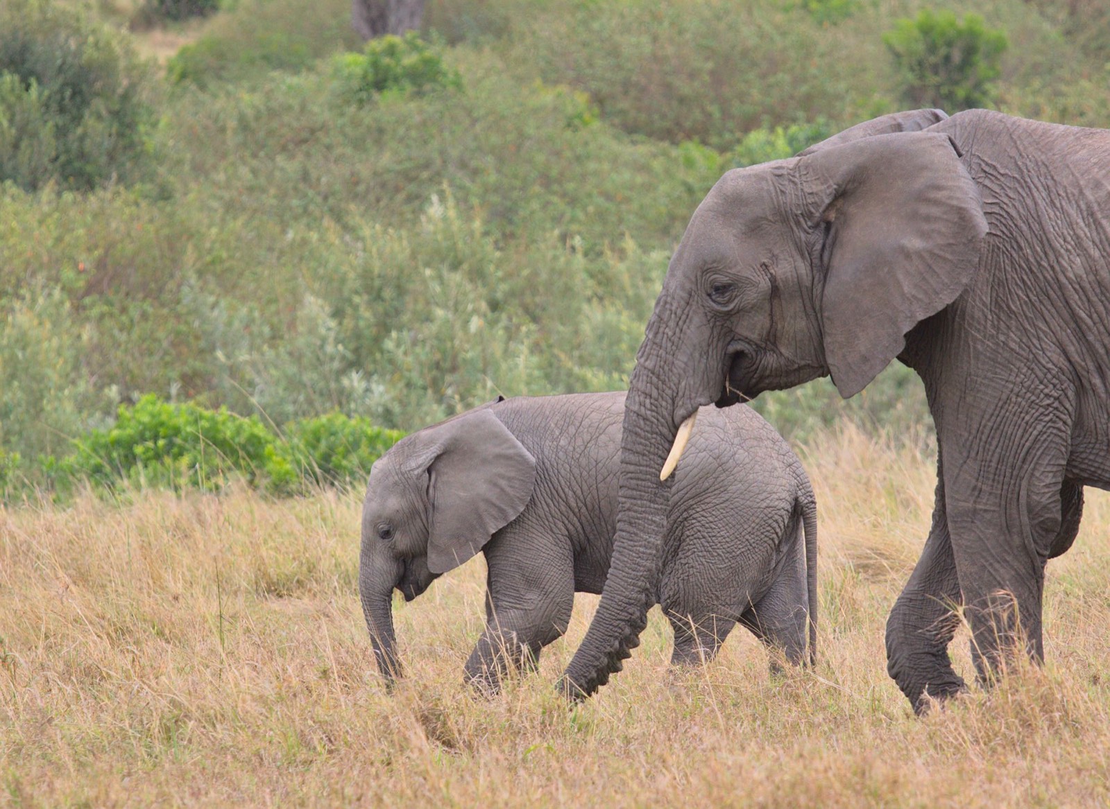 Un elefante con il suo cucciolo nella savana del Kenya